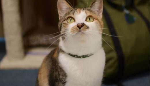 【猫の感染症】感染症の種類や猫から人へ感染する病気についても解説！