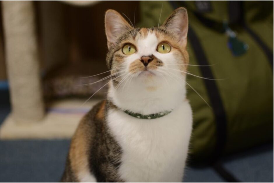 【猫の感染症】感染症の種類や猫から人へ感染する病気についても解説！