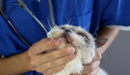 猫下部尿路疾患の治療とは？原因・症状から治療法まで徹底解説！