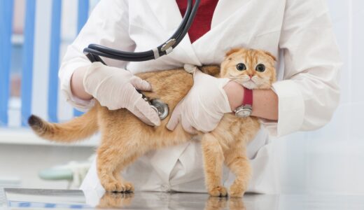 猫のヘルニアとは？原因・症状・治療方法を徹底解説