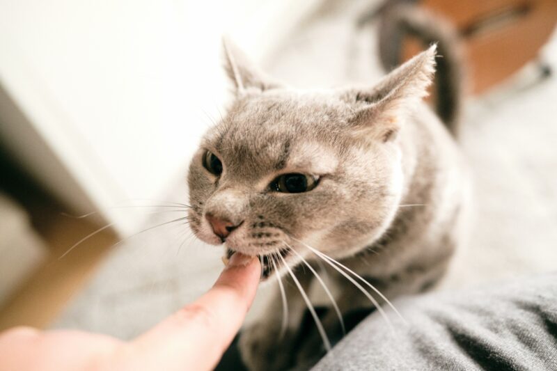 猫が噛む理由