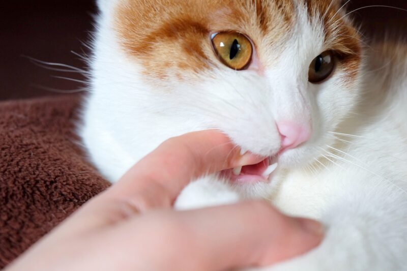 猫の甘噛み・本噛みの違い