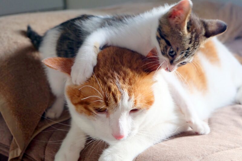 噛みやすい猫の特徴