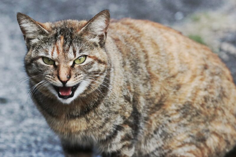 病気・怪我をしている