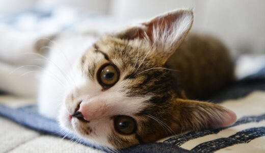 猫の呼吸が速い原因とは？異常呼吸や考えられる病気について解説