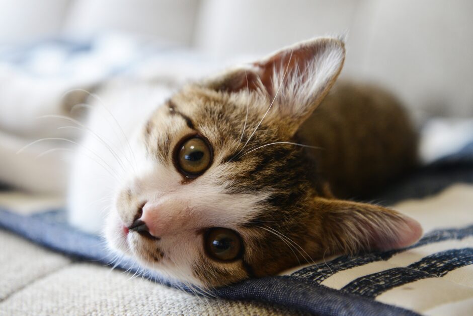 猫　呼吸が速い