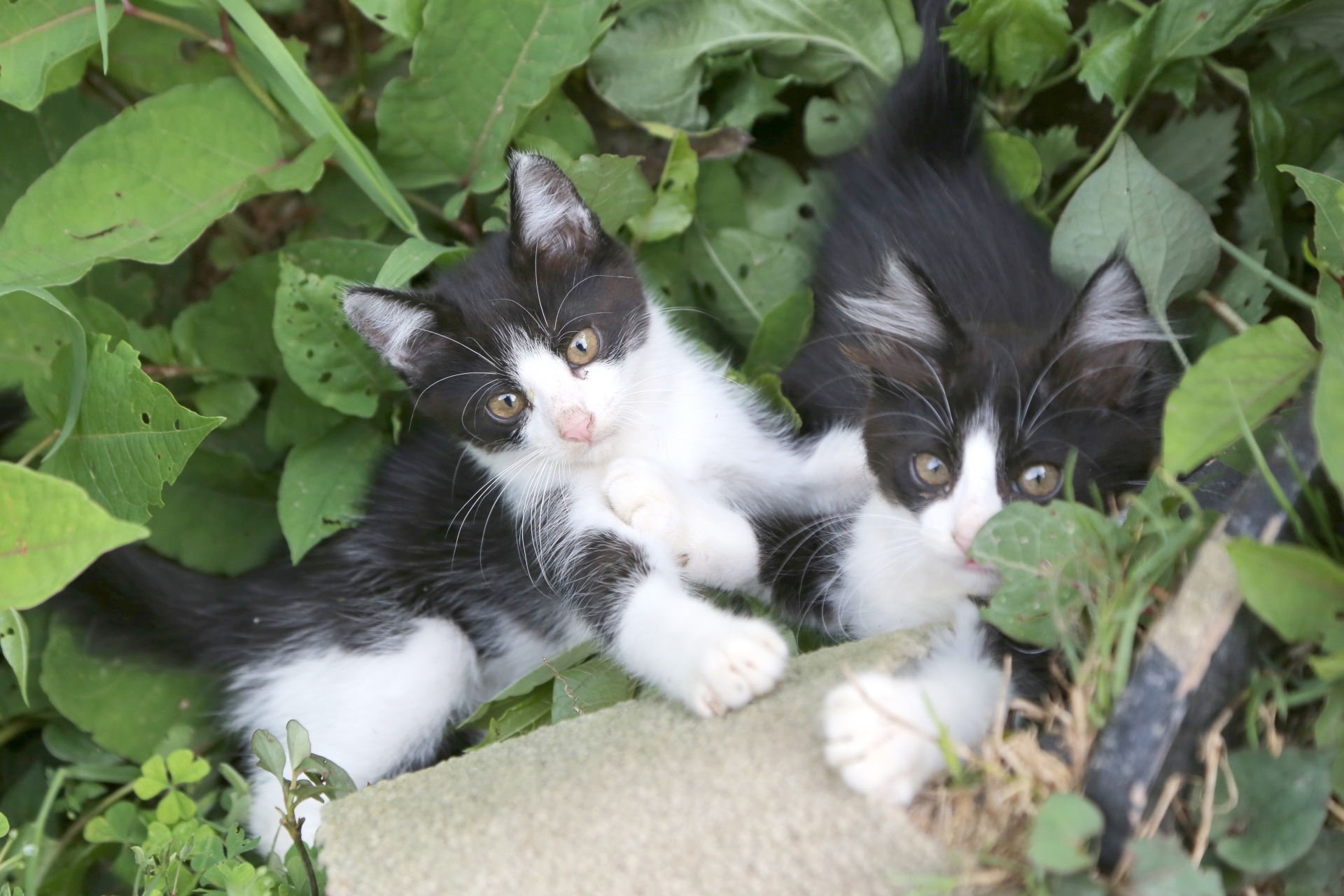 ハチワレの子猫