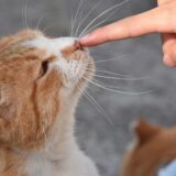 猫 噛む 理由