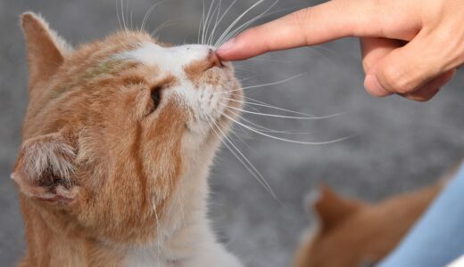 猫が噛む理由は？甘噛み・本噛みの違い・しつけ方・対処法を解説