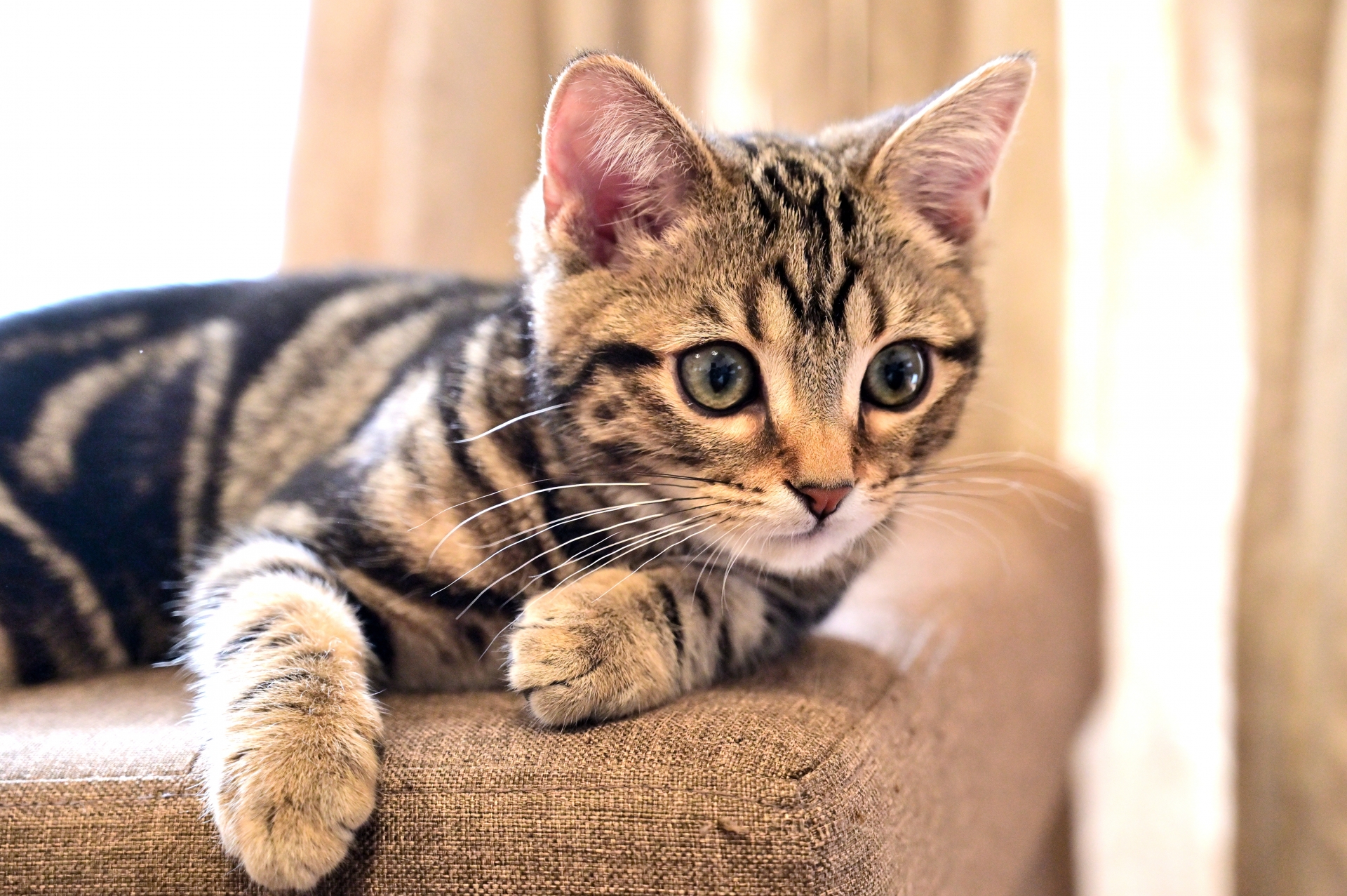 アメリカンショートヘア