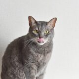 猫 寄生虫 人に感染