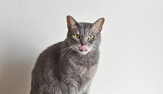 猫の寄生虫は人に感染する？症状・治療法・予防法を解説