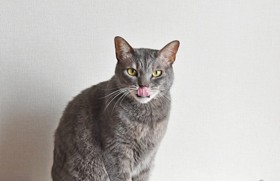 猫 寄生虫 人に感染