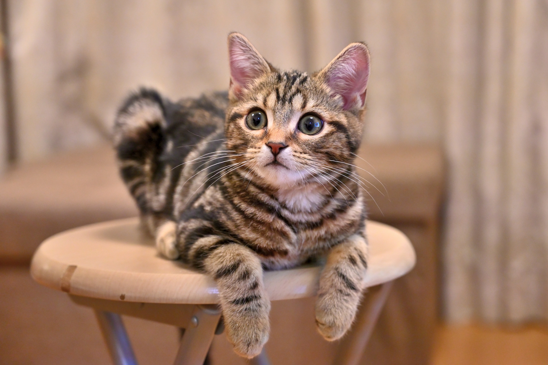 椅子の上にいる猫