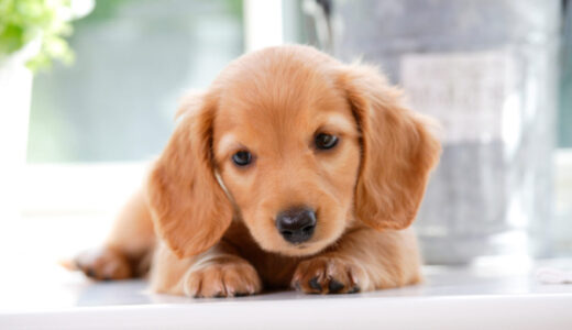 犬のフィラリア症って？予防が重要？症状や治療法についても解説します！