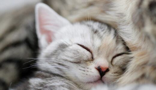 子猫は病気にかかりやすい？子猫がかかりやすい病気や予防法について解説します！