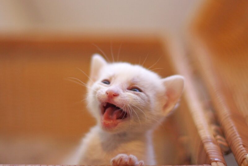 歯が生え変わっている