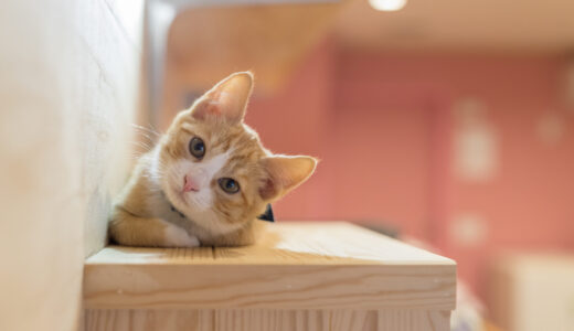 猫の中毒症状とは？猫に与えてはいけない食べ物や成分を解説