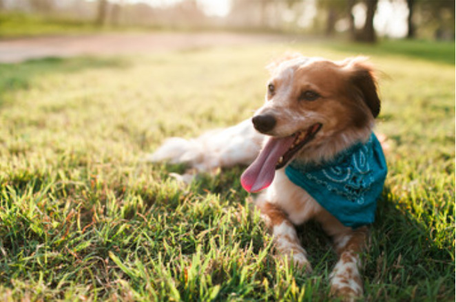 犬の目の周りが赤い