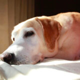 犬 ご飯食べない