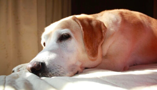 犬がご飯を食べない理由は？考えられる病気や対処法について解説！