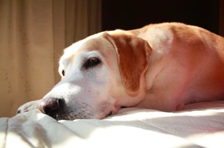 犬 ご飯食べない