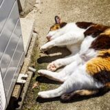 室内飼いの猫でもノミがつく?予防や駆除の方法などについて解説!