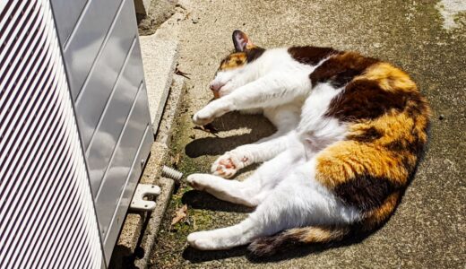 室内飼いの猫でもノミがつく？予防や駆除の方法などについて解説！