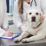 犬のクッシング症候群とは?原因や症状、治療方法などについて解説!