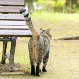 猫の直腸脱 | 原因・症状・治療法・予防法を解説