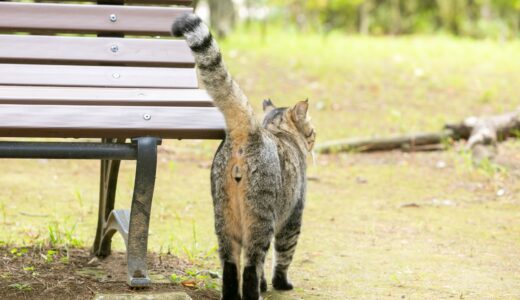  猫の直腸脱 | 原因・症状・治療法・予防法を解説
