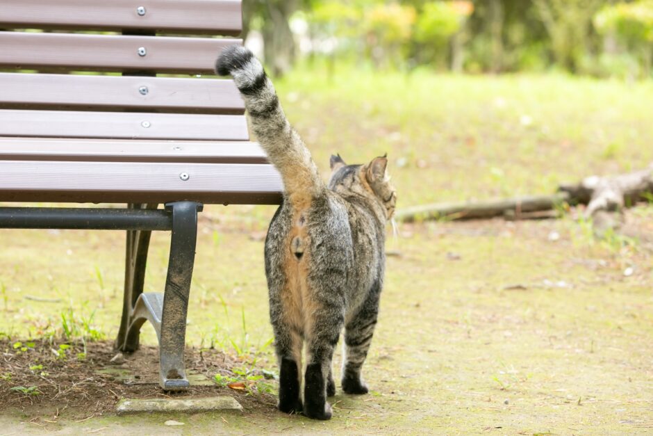 猫の直腸脱 | 原因・症状・治療法・予防法を解説