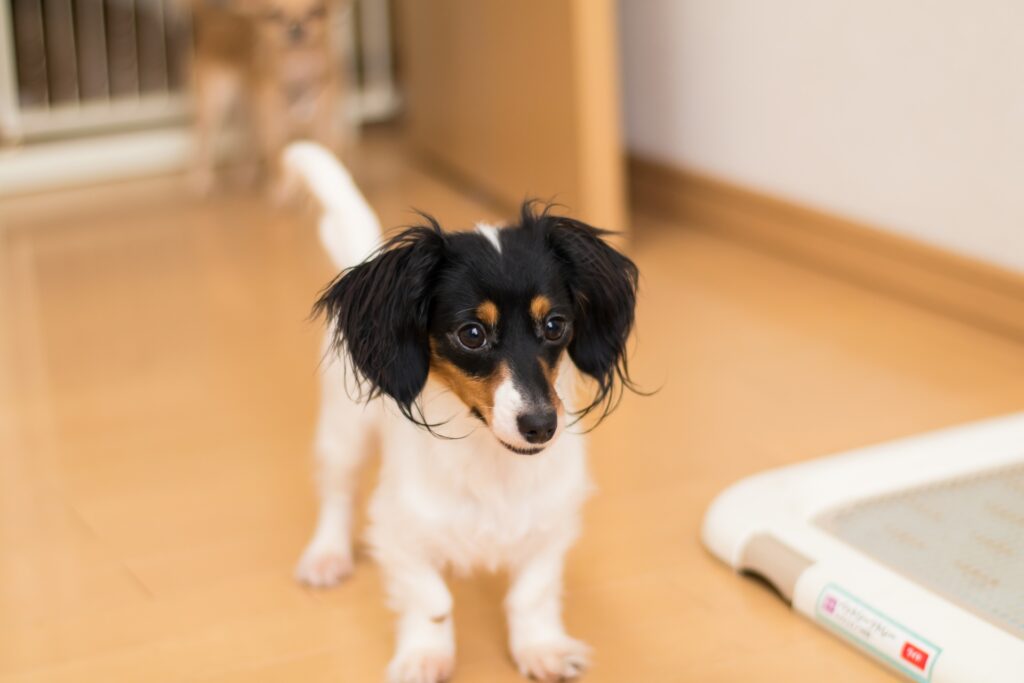 犬が血尿を出したときの考えられる原因