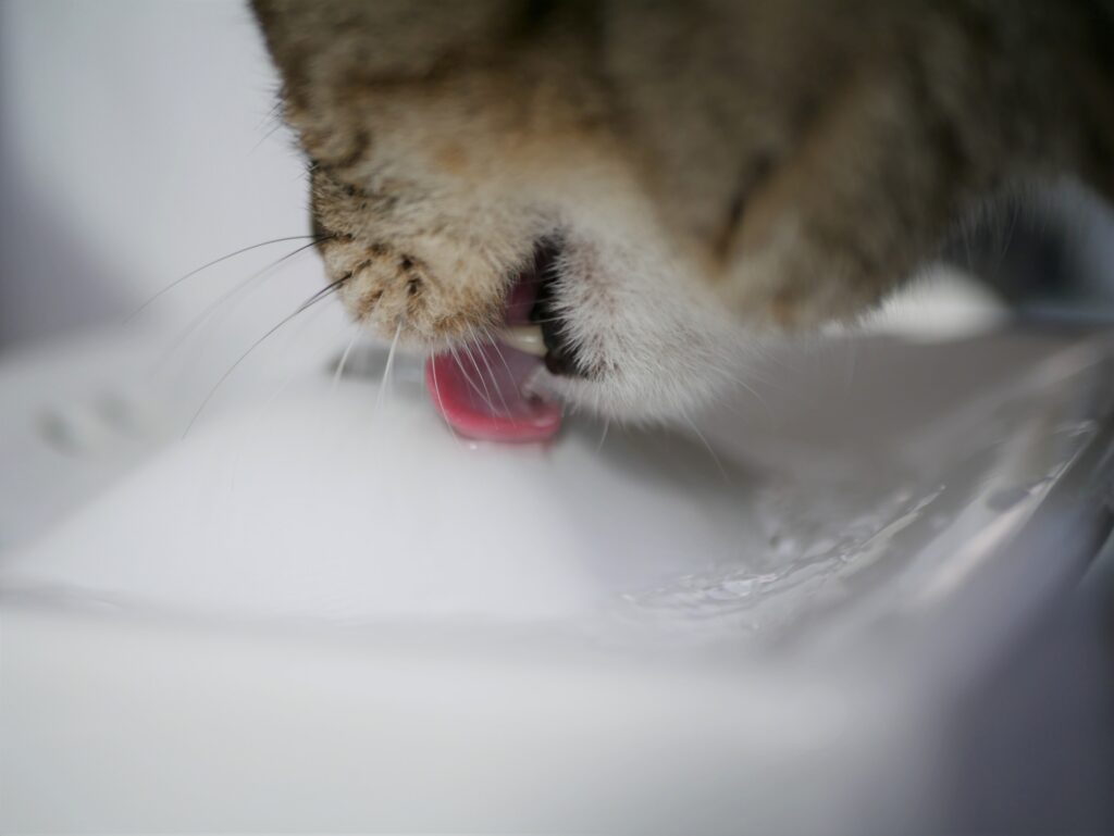 猫に熱中症の症状が見られた時の応急処置