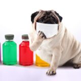 犬が咳をしている原因は?考えられる病気や対処法について解説