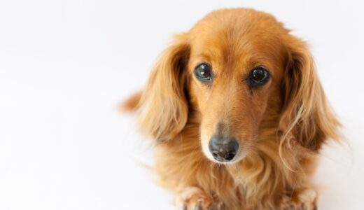 愛犬にイボができた！犬のイボの原因や種類、治療法について解説します