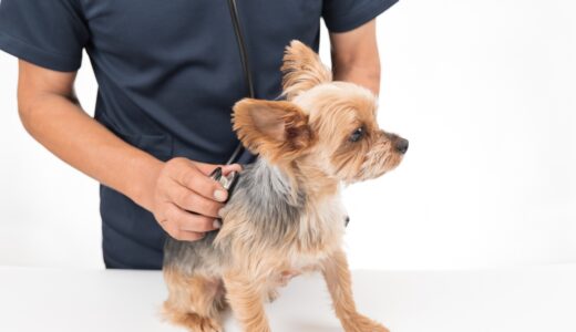 犬の膵炎とはどんな病気？予防や治療の方法について詳しく解説！