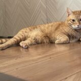 猫もアレルギーになるの?アレルギーの種類や治療方法について解説!