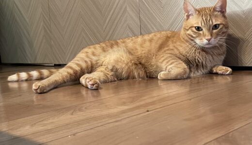 猫もアレルギーになるの？アレルギーの種類や治療方法について解説！