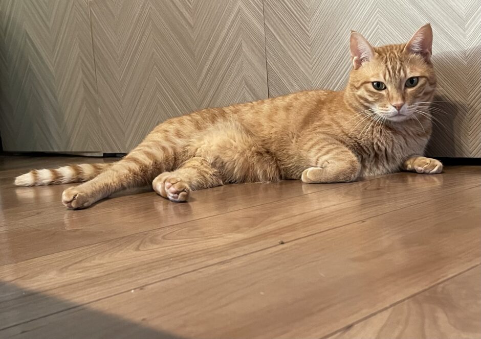 猫もアレルギーになるの？アレルギーの種類や治療方法について解説！