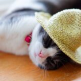 気を付けたい猫の熱中症!熱中症の症状や処置方法、予防対策を解説