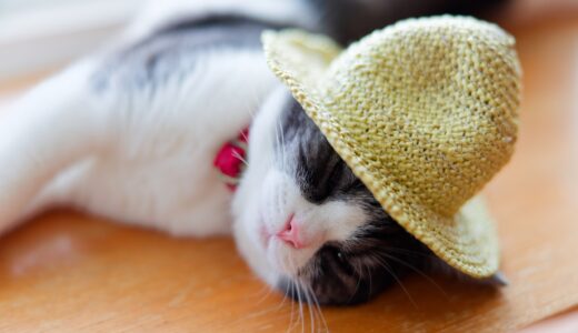 気を付けたい猫の熱中症！熱中症の症状や処置方法、予防対策を解説