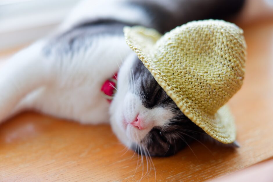 気を付けたい猫の熱中症！熱中症の症状や処置方法、予防対策を解説