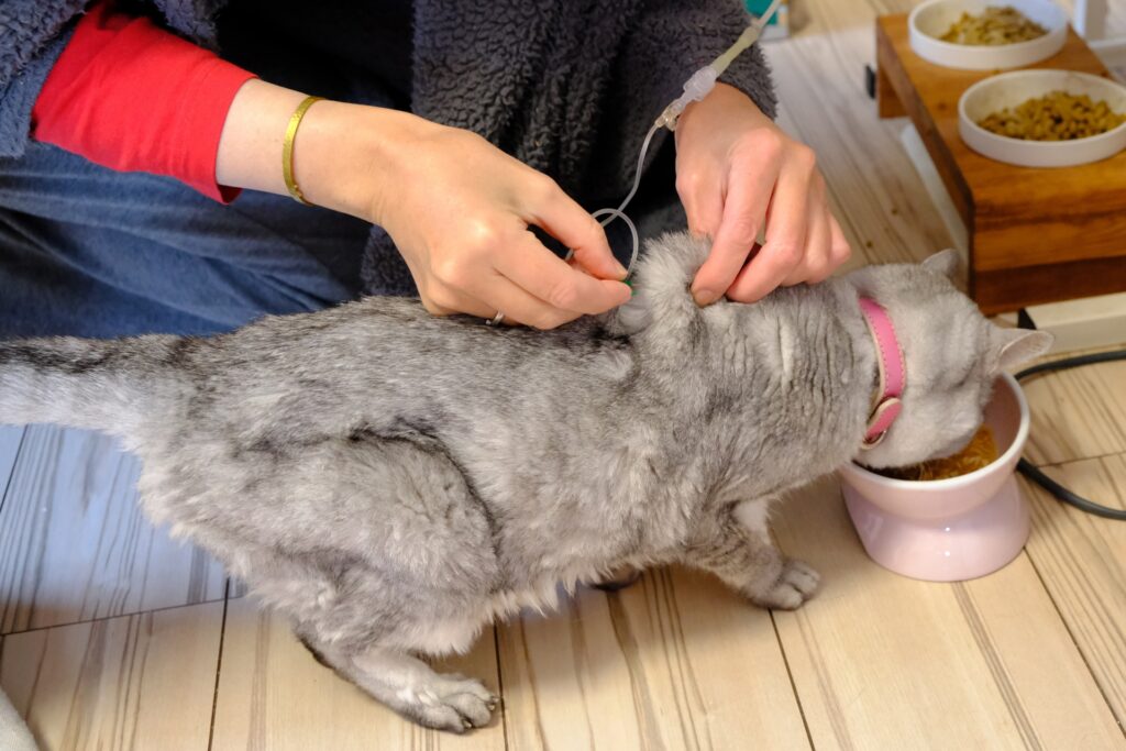 猫の腎臓病の治療