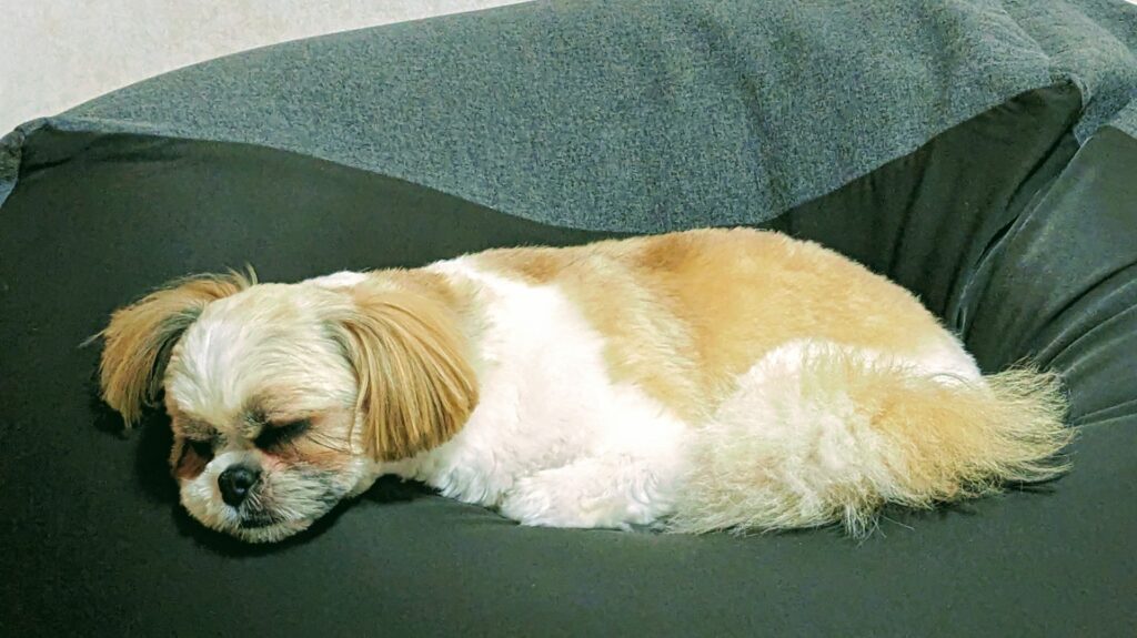 犬の咳から疑われる病気