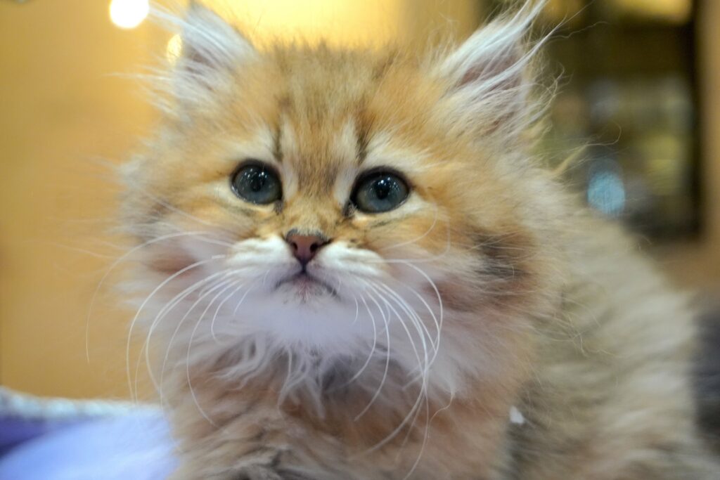 猫の目やにが出る原因