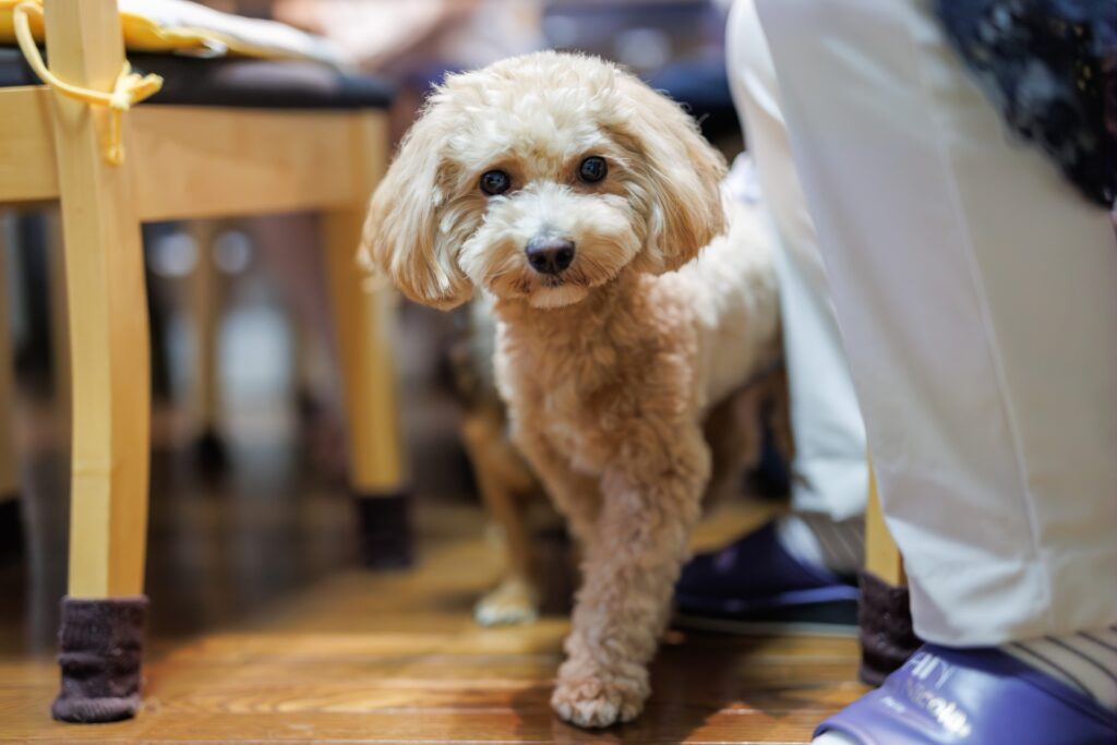 病気による血尿と間違いやすいほかの症状