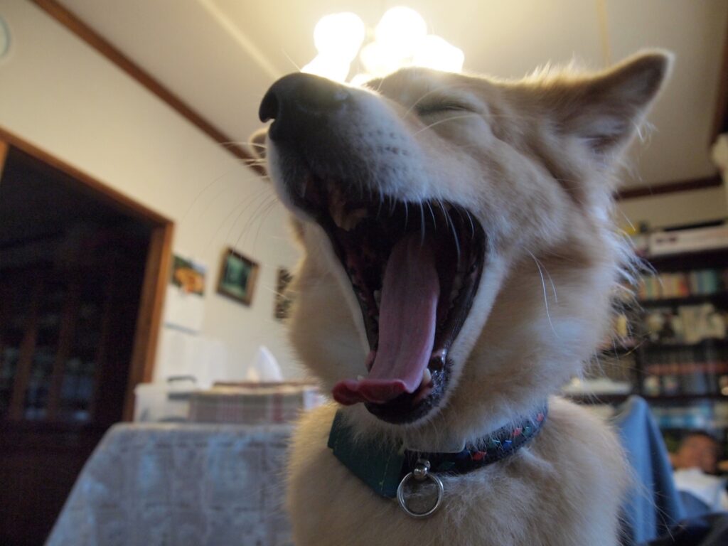 分離不安症の症状