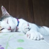 猫が吐く原因とは?考えられる病気のリスクや注意すべき症状について解説