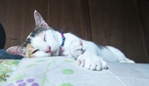 猫が吐く原因とは？考えられる病気のリスクや注意すべき症状について解説